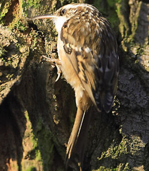 Short-toed Treecreeper 
&copy; Patrick Doucet