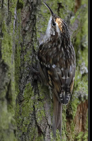 Short-toed Treecreeper 
&copy; Patrick Doucet
