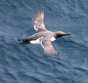 Guillemot de Tro�l