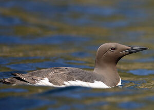 Guillemot de Tro�l