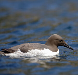 Guillemot de Tro�l