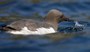 Guillemot de Tro�l