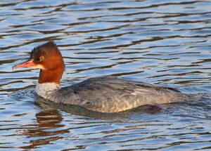 Common Merganser