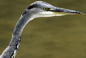 Grey Heron 
&copy; Patrick Doucet