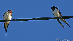 Hirondelle rustique