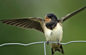 Barn Swallow 
&copy; Patrick Doucet
