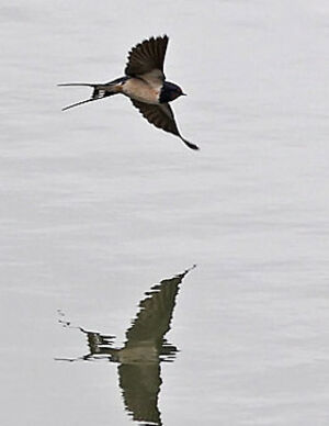 Hirondelle rustique
