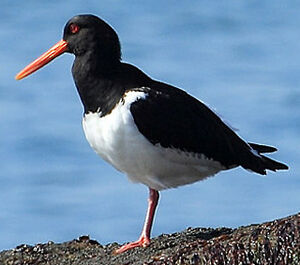Eurasian Oystercatcher 
&copy; Patrick Doucet