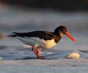 Eurasian Oystercatcher 
&copy; Patrick Doucet