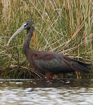Glossy Ibis
