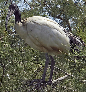 Ibis sacr�