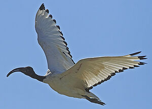 Ibis sacr�