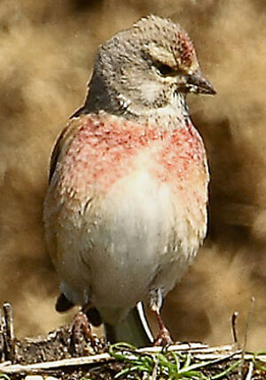 Common Linnet 
&copy; Patrick Doucet
