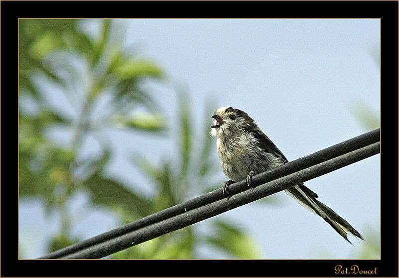 Mésange à longue queue - Aegithalos caudatus