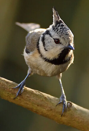 European Crested Tit 
&copy; Patrick Doucet