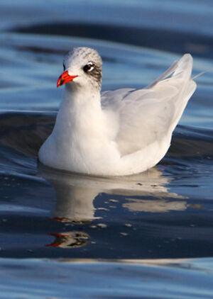 Mouette m�lanoc�phale