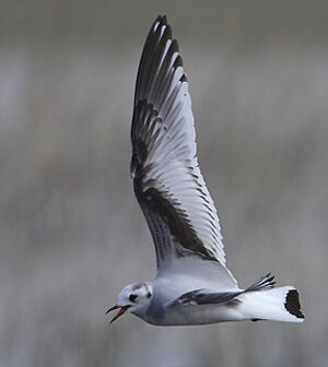 Little Gull 
&copy; Patrick Doucet