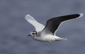 Little Gull 
&copy; Patrick Doucet