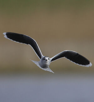 Little Gull 
&copy; Patrick Doucet