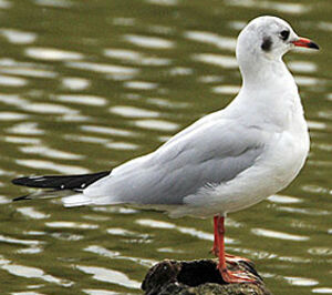 Mouette rieuse