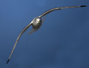 Mouette tridactyle