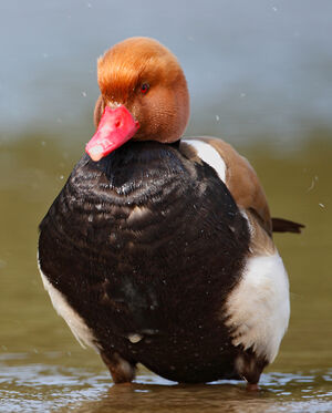 Nette rousse 
&copy; Patrick Doucet