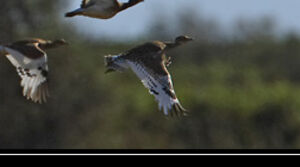 Little Bustard