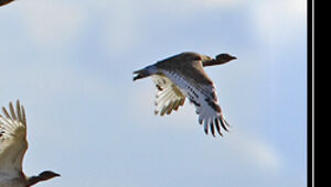 Little Bustard