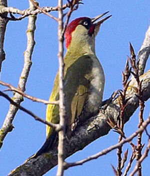 European Green Woodpecker 
&copy; Patrick Doucet