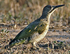 European Green Woodpecker