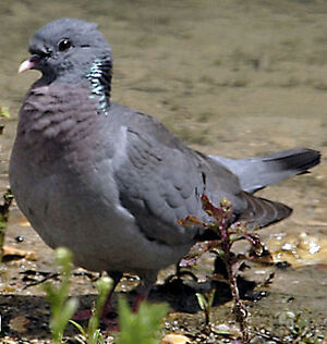 Pigeon colombin 
&copy; Patrick Doucet