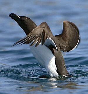 Pingouin torda