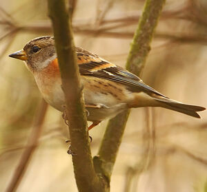 Brambling