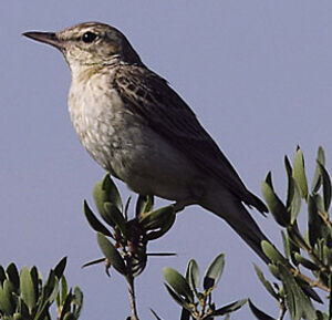 Pipit rousseline