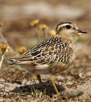Eurasian Dotterel
