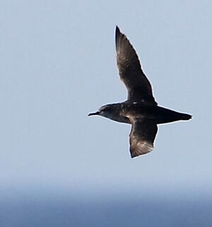 Puffin fuligineux