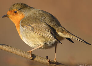 European Robin