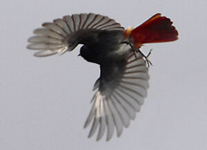 Black Redstart