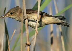 Rousserolle effarvatte