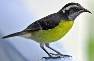 Bananaquit