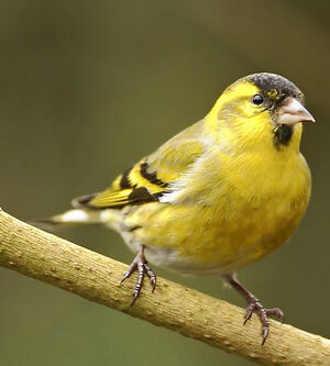 Eurasian Siskin 
&copy; Patrick Doucet