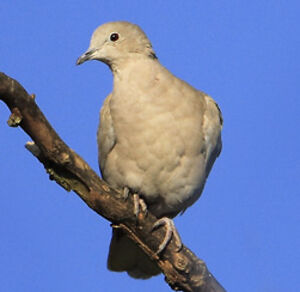Eurasian Collared Dove