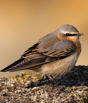 Northern Wheatear