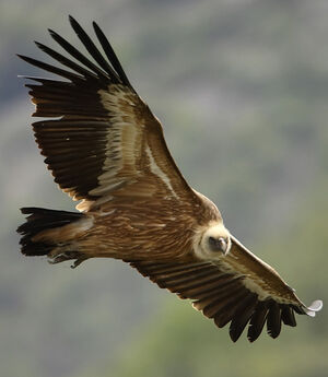 Griffon Vulture 
&copy; Patrick Doucet