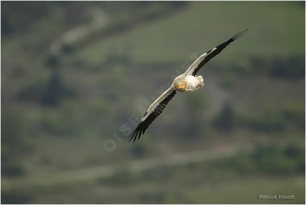 Vautour percnoptère - Neophron percnopterus