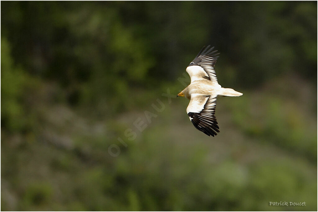 Vautour percnoptère - Neophron percnopterus