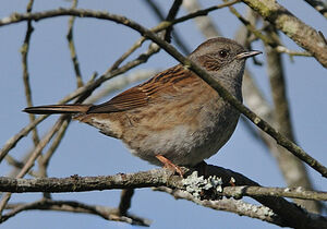 Dunnock