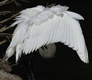 Little Egret 
&copy; Patrick Fichter