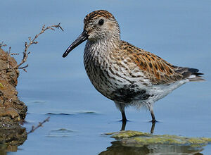 Dunlin