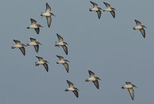 Dunlin